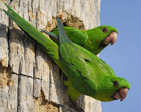 Aratinga holochlora 